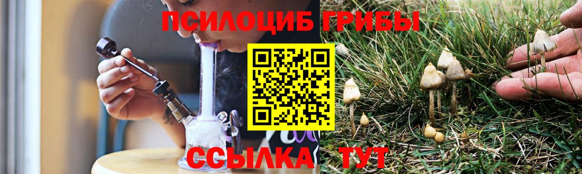 Галлюциногенные грибы Cubensis  купить  цена  Тайшет  Вход с VPN 